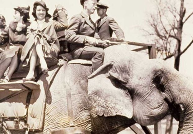 Miss Jim the elephant
